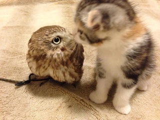 Illustration for article titled When a Cat and an Owl Develop a Beautiful Friendship